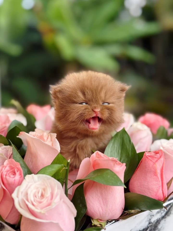 https://dgtrapido.online/wp-content/uploads/2018/09/5.jpg